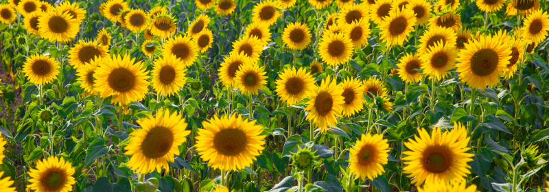 été tournesol gers événement mariage yves sénécal photographe